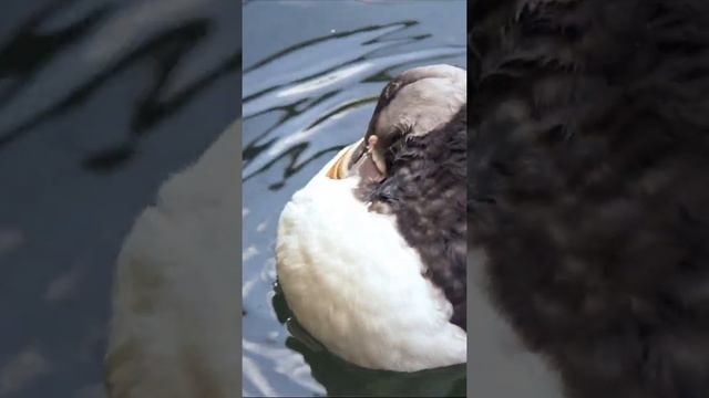 Птица Тупик | Puffin смотреть онлайн