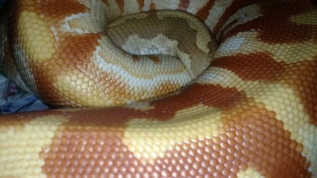 UNEXPECTED BLOOD PYTHON LOCKUP! ? смотреть онлайн