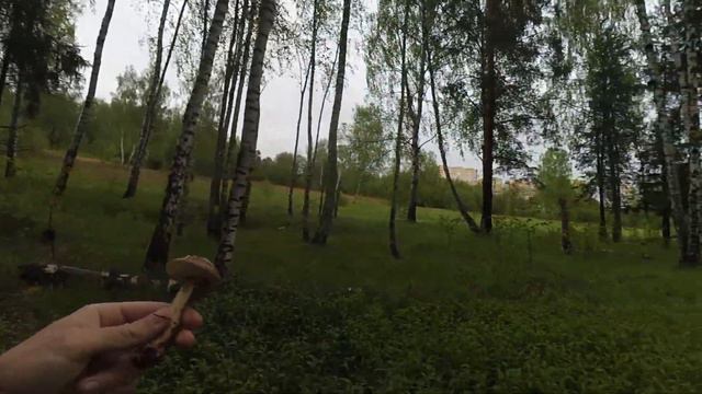 Первый подберёзовик 2020 года!!! Конец мая. Подмосковье. смотреть онлайн