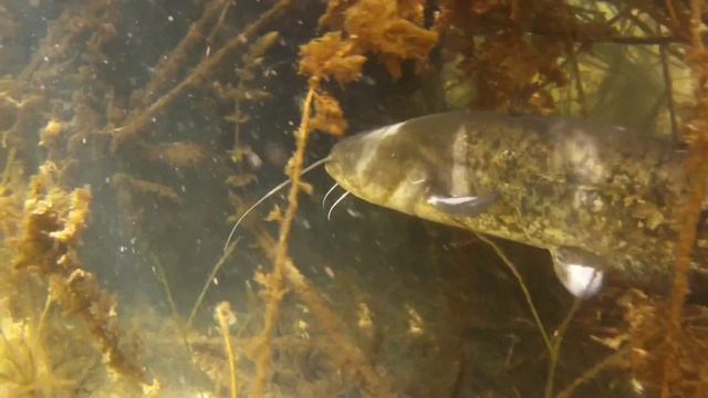 Сом:самый большой и опасный хищник на Балхаше. смотреть онлайн