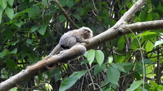 Карликовые игрунки - самые маленькие обезьянки в мире занесены в книгу Гиннеса смотреть онлайн