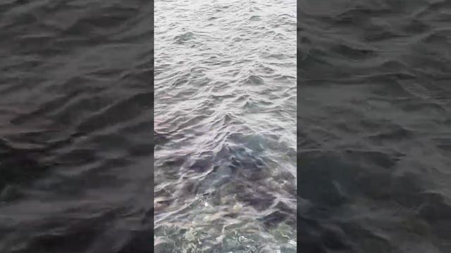 Кипр, Ларнака, у берега черепаха морская, животные, средиземное море