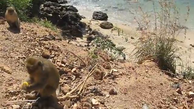 Дикие обезьяны в Тайланде( Ко Ларн) смотреть онлайн