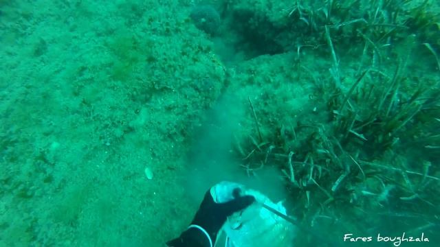 Spearfishing Tunisia start of winter /chasse sous marine Tunisie pathos pro Spearfishing team fares смотреть онлайн