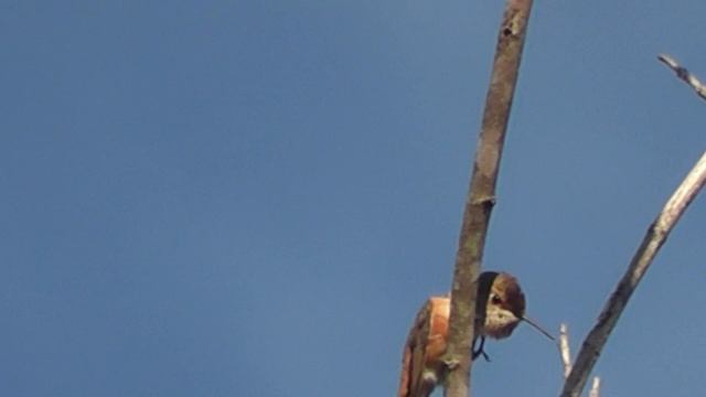 Panasonic HDC-SD60 zoom test at 60X on Ga. wintering Rufous hummingbird смотреть онлайн