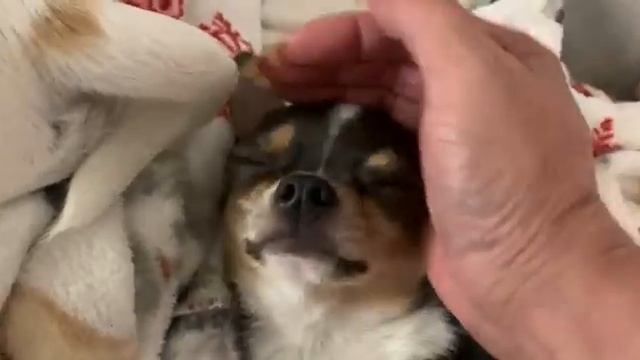 Всем спокойной ночи и самых добрых снов.