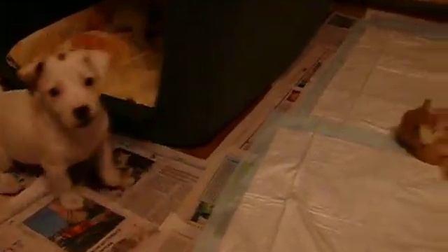 Баффины девочки в клетке.MOV смотреть онлайн