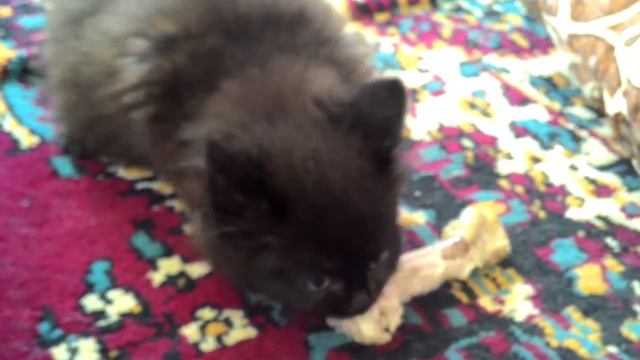 Маленький черный котенок жадничает смотреть онлайн