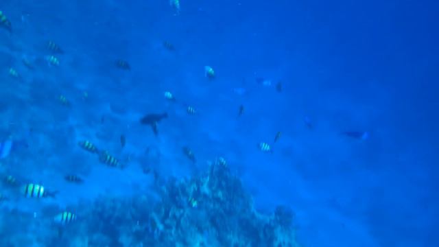 Шарм эль-Шейх, риф отеля Island View Resort 5* от 11.2021 смотреть онлайн