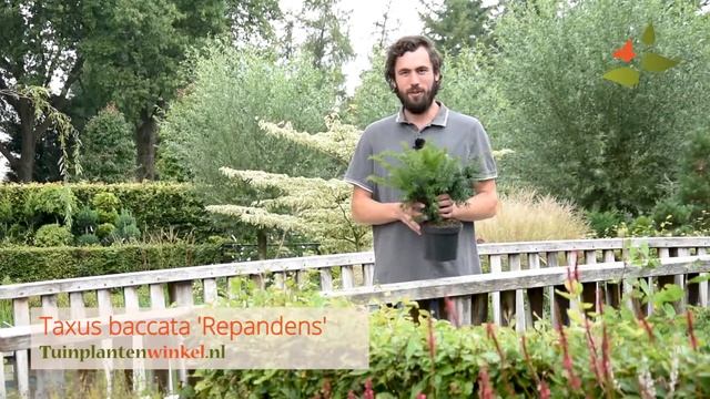 Taxus baccata 'Repandens' of venijnboom - informatie смотреть онлайн