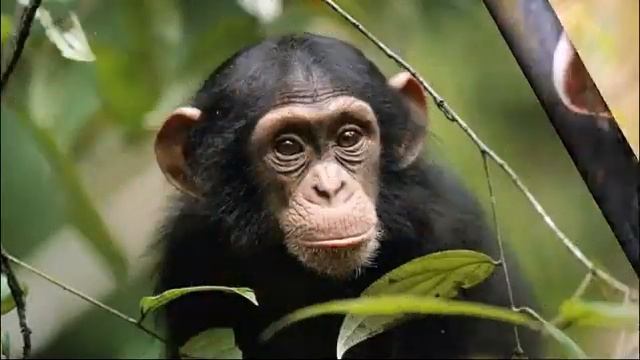 ТОП 10 Самые дорогие животные Фото и описание животных смотреть онлайн