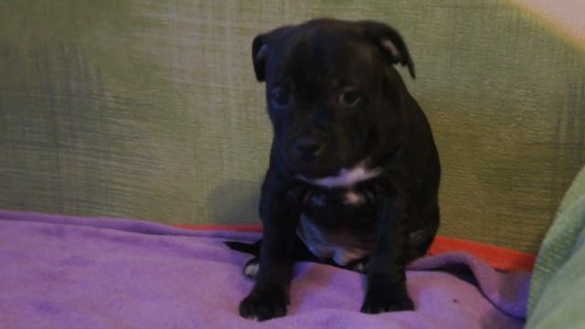 Стаффордширский бультерьер смотреть онлайн