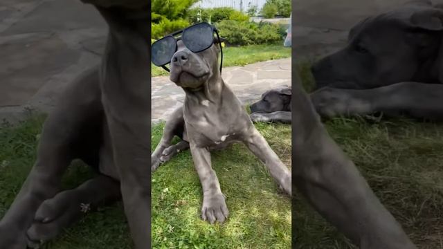 Решаем вопросы ) #прайтер #pitbull #dog #булли #голубойщенок #питбультерьер #puppy #питбуль смотреть онлайн