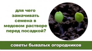 Замочите семена перед посадкой в медовом растворе и получите крепкую, здоровую рассаду.