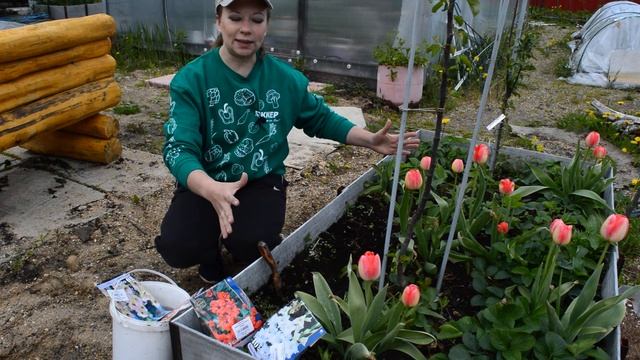 Гладиолусы: подготовка повы, посадка, выращивание, удобрения и уход смотреть онлайн
