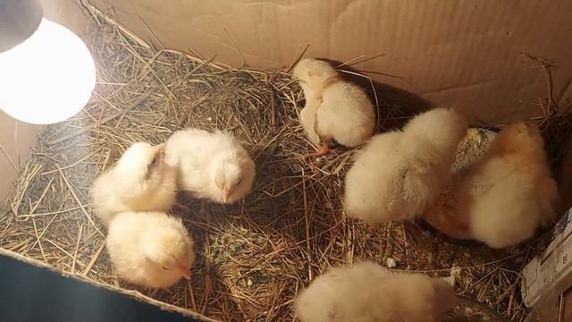 Цыплята. Вывод цыплят. Курица несушка. Жизнь в деревне смотреть онлайн