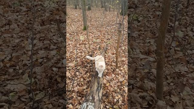 Осенний лес! Что может быть прекраснее прогулки в осеннем лесу с осенним котом) смотреть онлайн