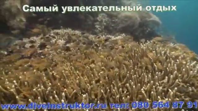 Добро пожаловать на курсы дайвинга в Тайланд (Паттая)! смотреть онлайн