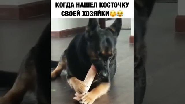 Нашёл косточку хозяйки) смотреть онлайн