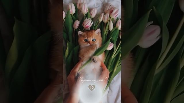 Хорошего дня ❤️