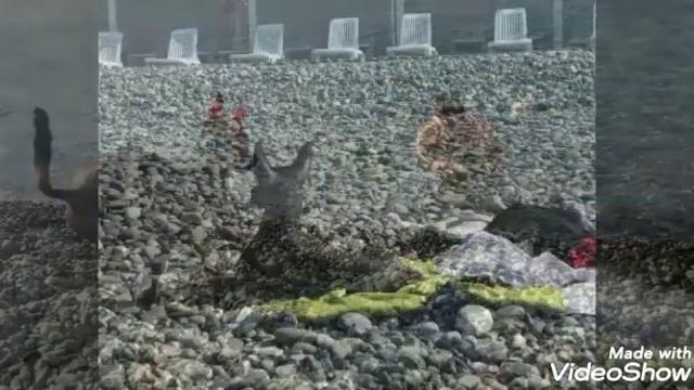 "СОЛНЦЕ И КСОЛО"#Ксоломир#xolo funny world#xoloitzcuintle смотреть онлайн