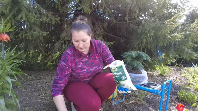 Карликовые хвойные - идеальны для украшения сада.Чрезвычайно живописный куст Тсуга канадская смотреть онлайн