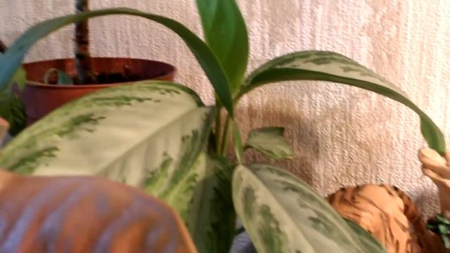 Зацвёл гипеаструм или три дня без интернета в канун Нового года смотреть онлайн