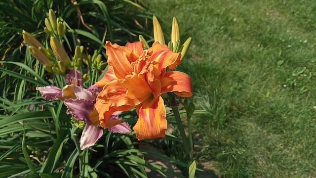 Лилейники, сказочный одноднев, цветение. Подмосковье, июль 2021 смотреть онлайн