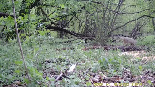 Новости с кормушки.Олененок, кот, лиса и барсук. Секач предстал во всей красе.