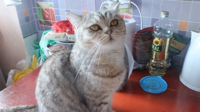 VLOG: День со мной. Готовим сюрприз. смотреть онлайн