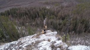 изюбрь на отстое охота с собаками