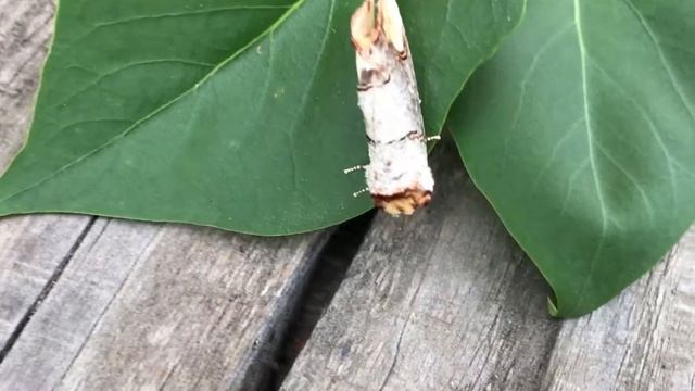 Удивительный мотылек в видео березовой палочки обнаружен в огороде! смотреть онлайн