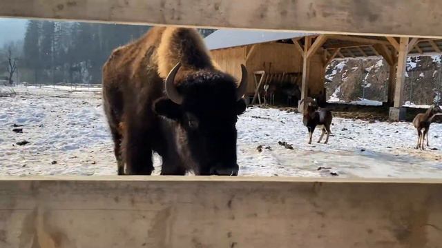 Долина волков в Закарпатье смотреть онлайн