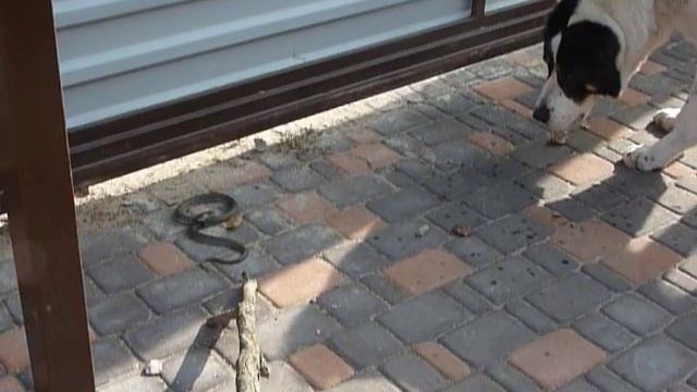 алабай и уж. Как мы ужа со двора выгоняли ) смотреть онлайн