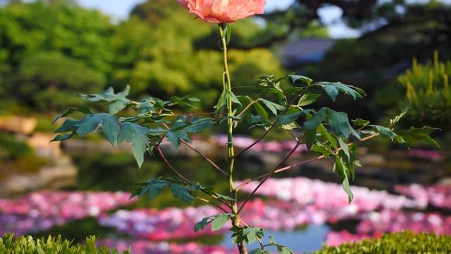 14. Премиум коллекция, "Kinkaku" (Золотой павильон) смотреть онлайн