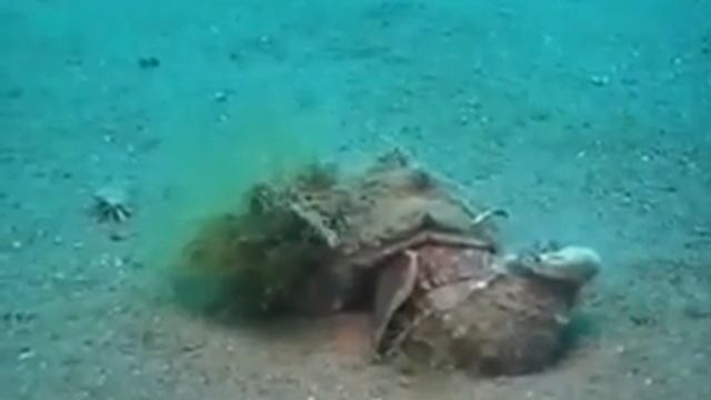 © Рапана Rapana Venosa (= R.  Thomasiana) в Чёрном море.  Сюжет из авторского фильма