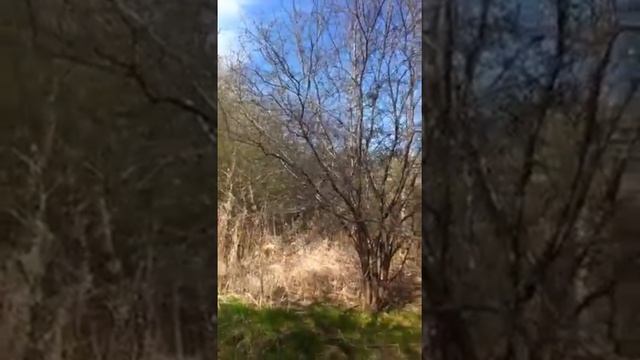 Птичка "кардинал" смотреть онлайн