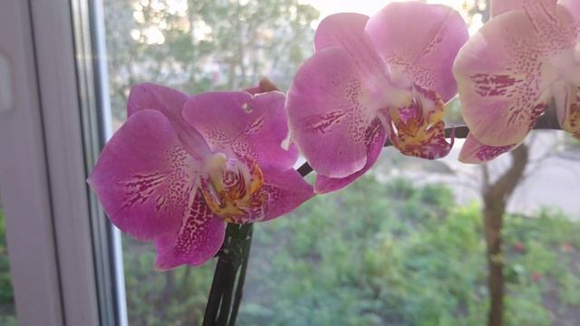 Phalaenopsis Leco Fantastic - цветение)