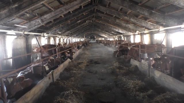 Рабочая поездка Главы района в АО «Новорождественское» смотреть онлайн