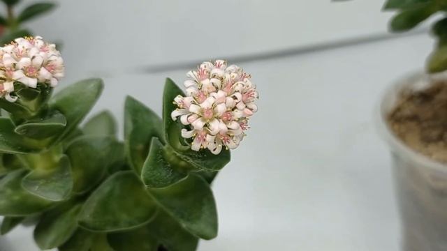 Crassula Spring Time