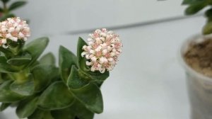 Crassula Spring Time