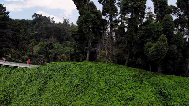 The Batumi Botanical Garden смотреть онлайн