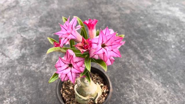 Pink new variety adenium flowers смотреть онлайн