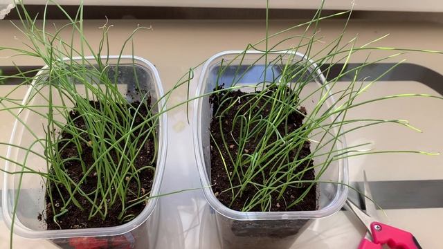 Нужна ли стрижка лука. смотреть онлайн