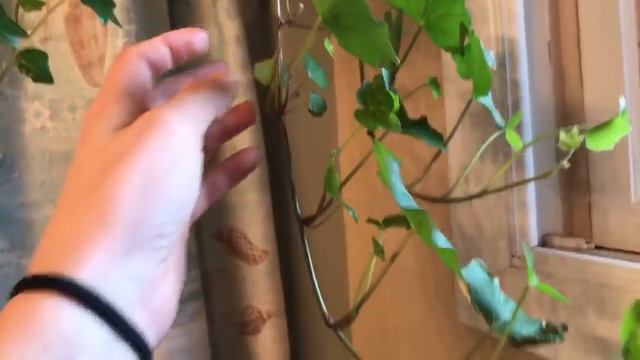 Crazy Plant Witch #4 - New Growth!! смотреть онлайн