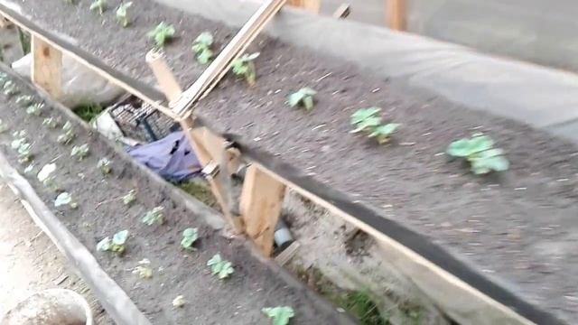 огурец в пакетах закончили посадку 6 04 17 смотреть онлайн