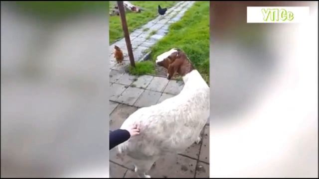 КОЗЫ ОВЦЫ КОЗЛЫ СМЕШНЫЕ ПРИКОЛЫ смотреть онлайн