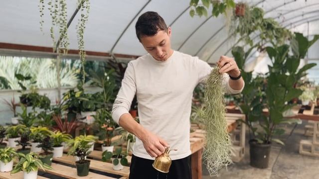 Care, Fertilizing, & Propagating - Spanish Moss (Tillandsia Usneoides)