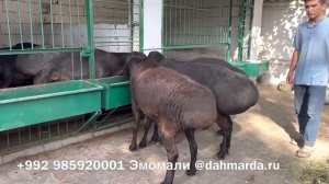 Огромные бараны производители гиссарской породы Эмомали из Гиссара