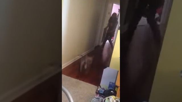 Presley and Tatum. Chicken dog. смотреть онлайн